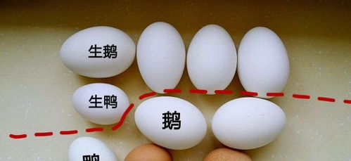 孕妇吃鹅蛋预防黄疸，真相是惊喜还是失望？一位过来妈的真实分享