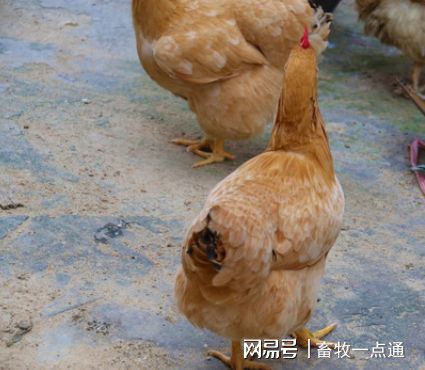 鸡胚胎病鉴定 辨因查源，防控在先